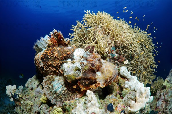 Tassled Scorpionfish (Scorpaenopsis oxycephala)