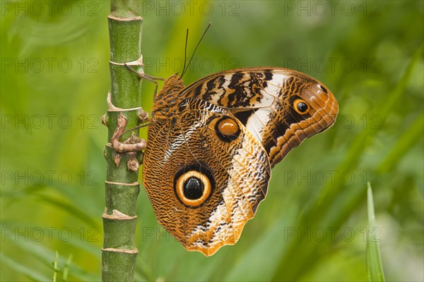 Yellow-edged Giant Owl (Caligo atreus)