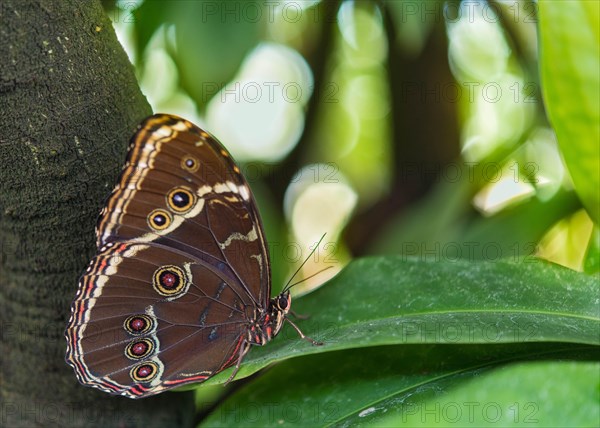 Blue Morpho (Morpho peleides)