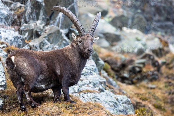 Alpine Ibex (Capra ibex)