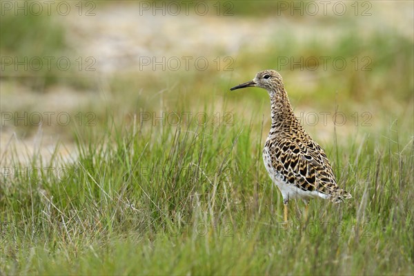 Ruff (Philo pugnax)