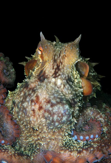 Giant Pacific Octopus or North Pacific Giant Octopus (Enteroctopus dofleini)