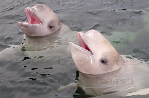 Two young Beluga Whales or White Whales (Delphinapterus leucas)