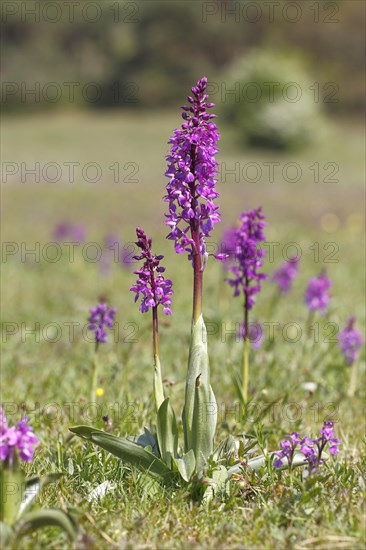 Dead Man's Fingers or Early Purple Orchid (Orchis mascula)