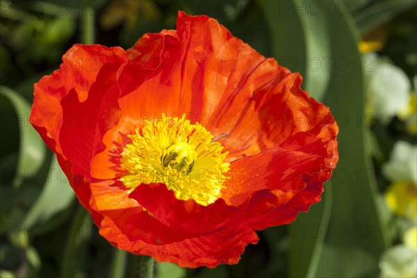 Iceland poppy (Papaver nudicaule)