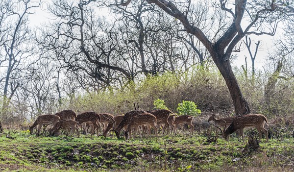 Chital (Axis axis)