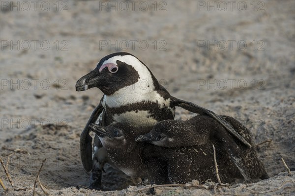 Jackass Penguins or African Penguins (Spheniscus demersus)