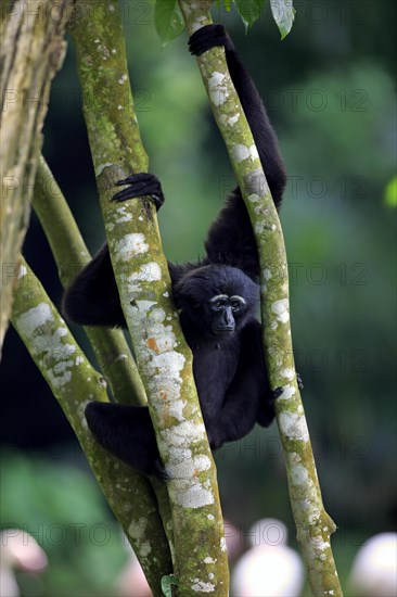 Black-handed Gibbon or Agile Gibbon (Hylobates agilis)