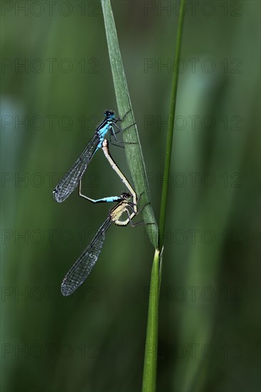 Blue-tailed Damselfly (Ischnura elegans)