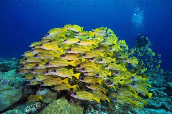 Scuba diver watching a school of Bluestripe Snappers (Lutjanus kasmira)