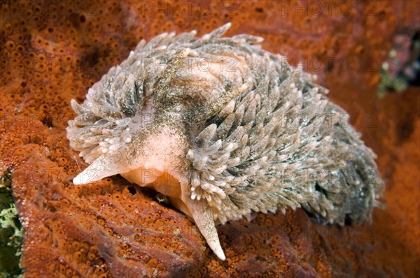 Shaggy Mouse Nudibranch or Shag Rug Nudibranch (Aeolidia papillosa)