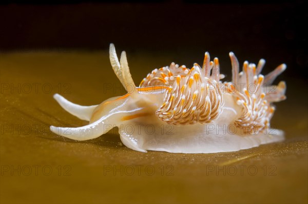 Opalescent Sea Slug (Hermissenda crassicornis)