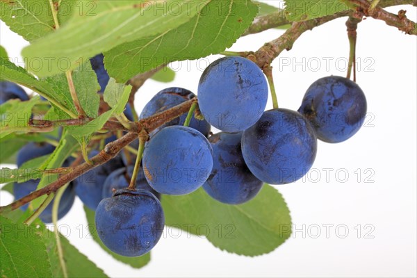 Brennzwetschge plums on a twig