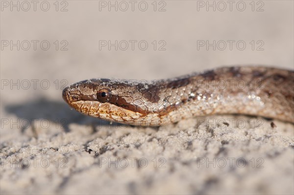 Smooth Snake (Coronella austriaca)