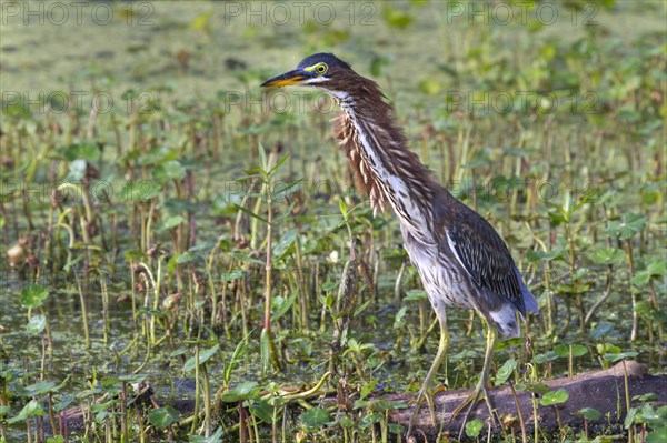 Green Heron (Butorides virescens) demonstrating defensive 'forward' display against another heron entering the foraging territory