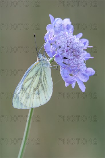 Green-veined White (Pieris napi) on Widow Flower (Knautia sp.)