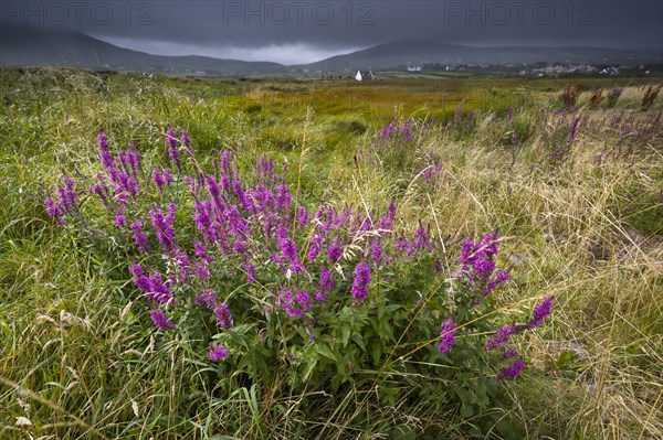 Fireweed (Epilobium) in front of Ballinskelligs