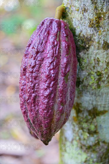 Cocoa tree (Theobroma cacao)