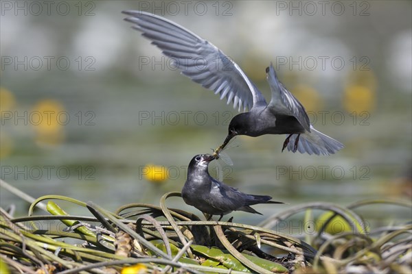 Black tern (Chlidonias niger)