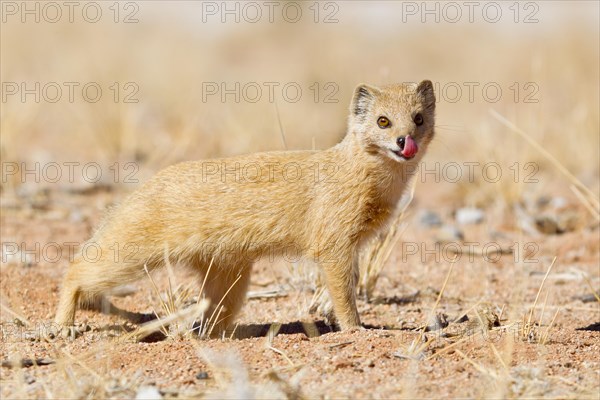 Yellow Mongoose (Cynictis penicillata)