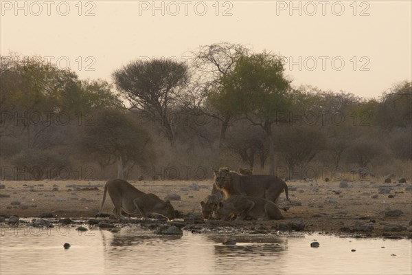 Lions (Panthera leo)