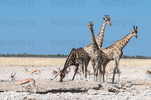 Giraffes (Giraffa camelopardalis)