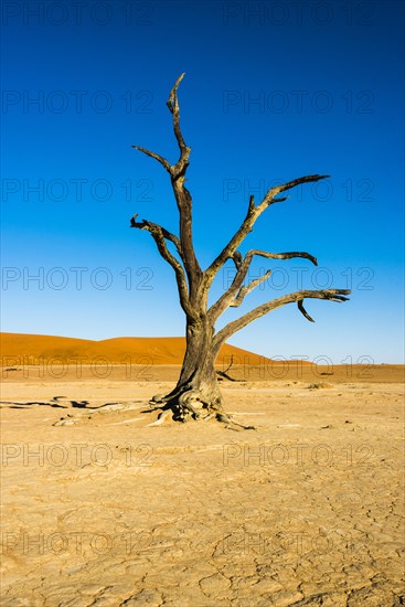 Dead tree in the salt and clay pan