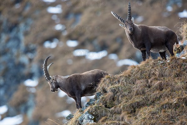 Alpine Ibexes (Capra ibex)