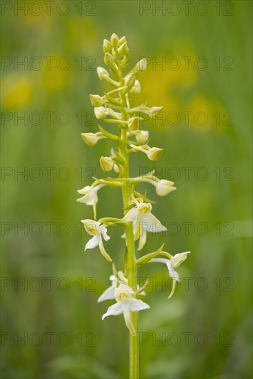 Greater Butterfly Orchid (Platanthera chlorantha)