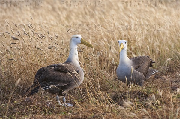 Waved Albatrosses (Phoebastria irrorata)