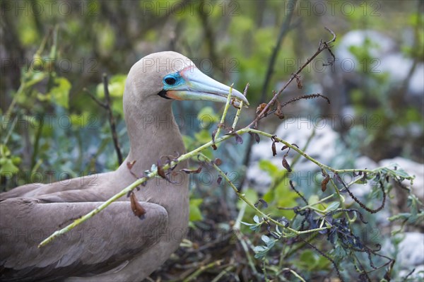 Red-footed Booby (Sula sula) in red mangrove