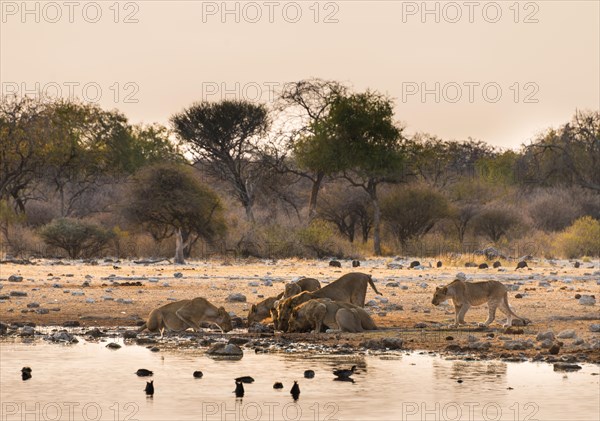 Pride of lions (Panthera leo) drinking at the Klein Namutoni waterhole