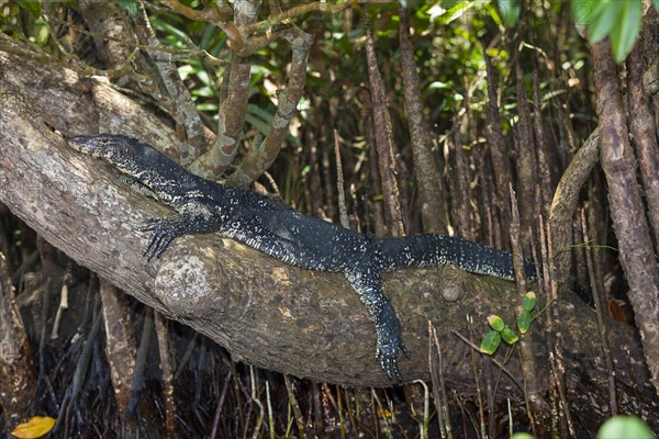 Water Monitor (Varanus salvator)