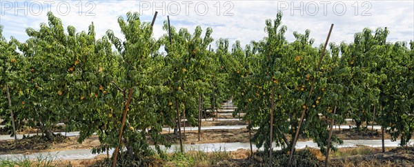 Nectarines (Prunus persica var nucipersica)