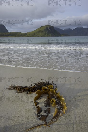 Kelp in the bay of Uttakleiv