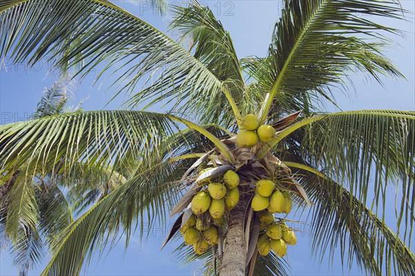 Coconuts on a Coconut Palm (Cocos nucifera)