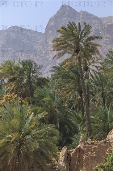 Date palms in Wadi Tiwi with Hajar Mountains