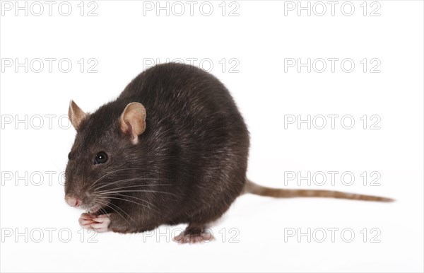 Brown Rat (Rattus norvegicus forma domestica)