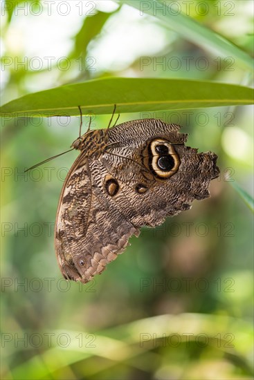 Forest Giant Owl (Caligo eurilochus)