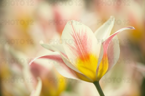 Open Tulip (Tulipa)