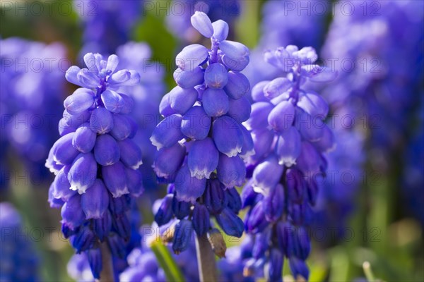 Grape Hyacinth (Muscari botryoides)