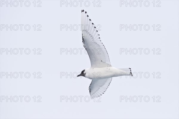 Ivory Gull (Pagophila eburnea)