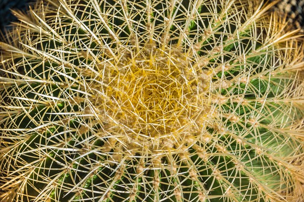 Golden Barrel Cactus (Echinocactus grusonii)