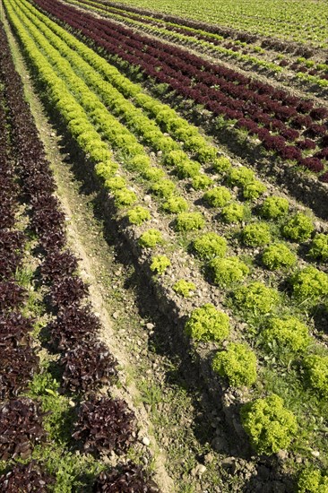 Lettuce field