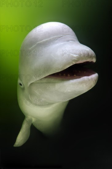 Beluga Whale