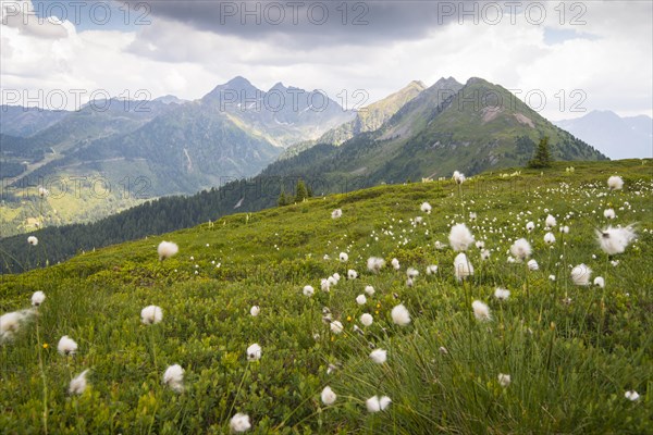 Summer meadow on the Planai region