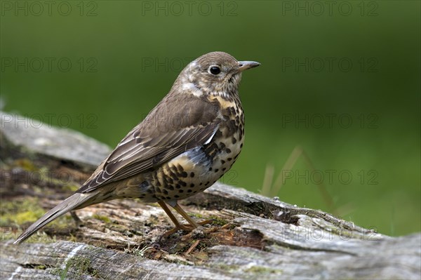 Mistle Thrush (Turdus viscivorus)