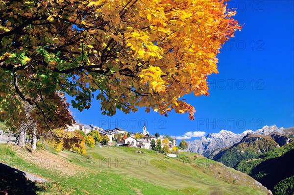 Autumnal tree