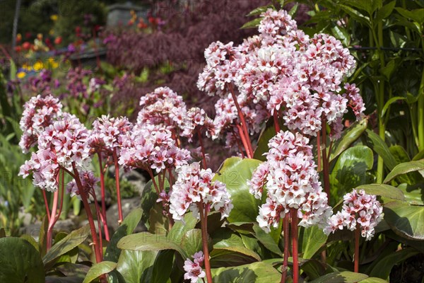 Elephant-eared saxifrage (Bergenia purpurascens)