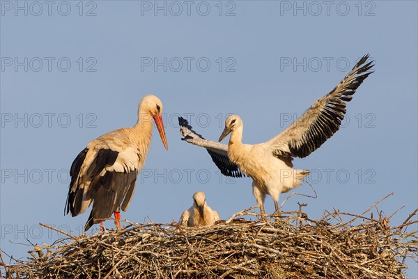 White Stork (Ciconia ciconia)